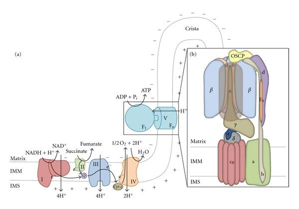 https://cdn.ncbi.nlm.nih.gov/pmc/blobs/dbca/3433140/cfdeef0ffb4e/IJCB2012-367934.001.jpg