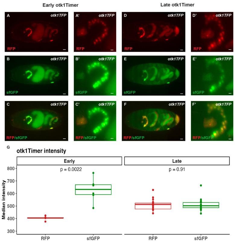 https://cdn.ncbi.nlm.nih.gov/pmc/blobs/dbcb/10930971/3a40ef964a0f/cells-13-00365-g005.jpg