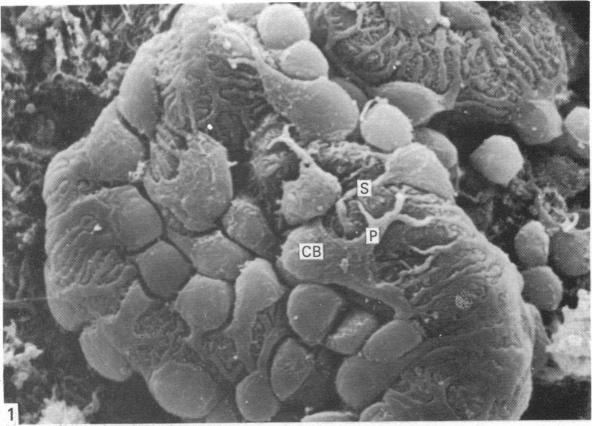 https://cdn.ncbi.nlm.nih.gov/pmc/blobs/dbcb/1165102/b3acbe7fe0db/janat00195-0004-a.jpg