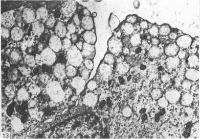 https://cdn.ncbi.nlm.nih.gov/pmc/blobs/dbcb/1165102/b951cd026033/janat00195-0011-a.jpg