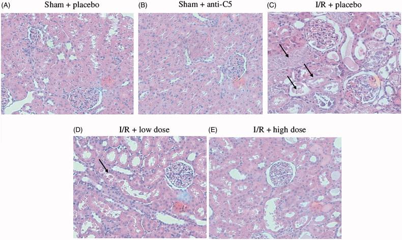 https://cdn.ncbi.nlm.nih.gov/pmc/blobs/dbcb/6830203/0ed640b9ca5c/IRNF_A_1677248_F0004_C.jpg