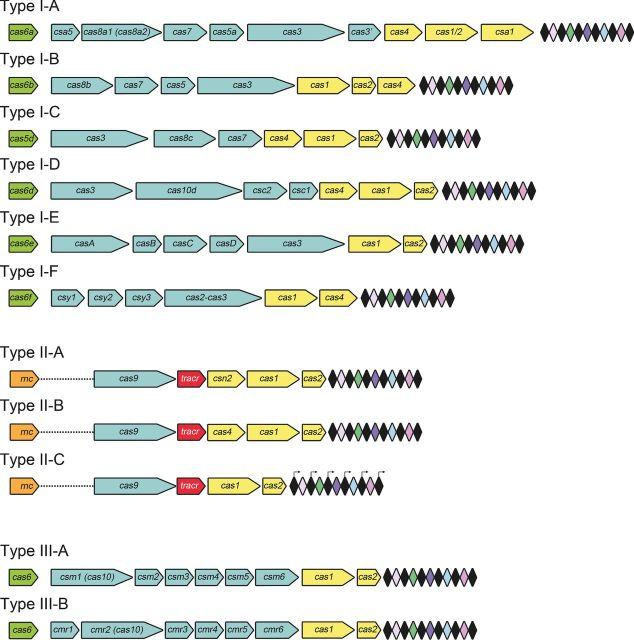 https://cdn.ncbi.nlm.nih.gov/pmc/blobs/dbcc/5965381/f2366b8598f1/fuv023fig1.jpg