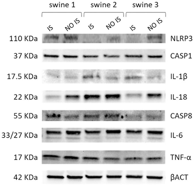 https://cdn.ncbi.nlm.nih.gov/pmc/blobs/dbd0/10883333/aa1e7ba62764/nihms-1964087-f0010.jpg