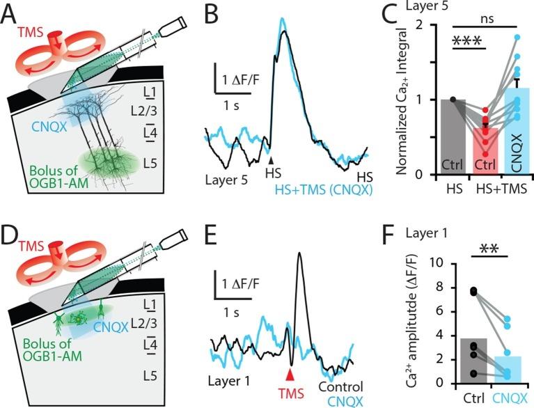 https://cdn.ncbi.nlm.nih.gov/pmc/blobs/dbd3/4811769/ad8e07d9e5d4/elife-13598-fig4.jpg
