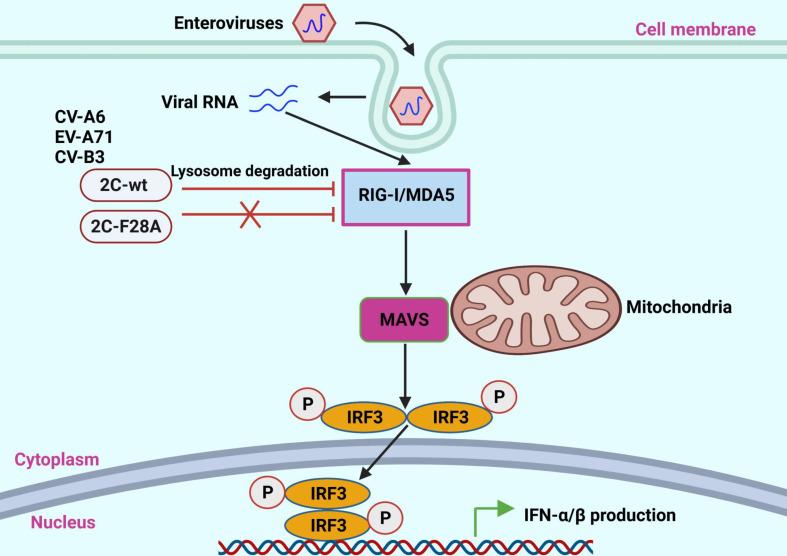 https://cdn.ncbi.nlm.nih.gov/pmc/blobs/dbd4/10688345/e893653581ca/jvi.01075-23.f010.jpg