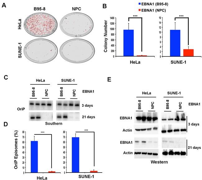 https://cdn.ncbi.nlm.nih.gov/pmc/blobs/dbd7/5352318/04512ab22ed4/oncotarget-08-7248-g003.jpg