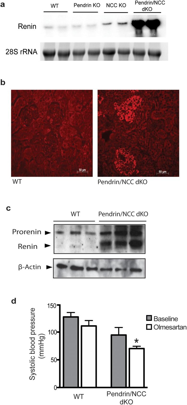 https://cdn.ncbi.nlm.nih.gov/pmc/blobs/dbd9/5515454/b33e783de80f/pone.0181376.g001.jpg