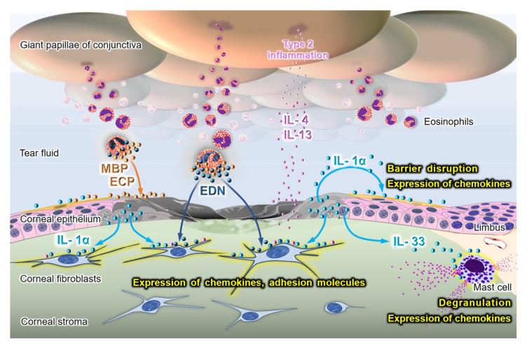 https://cdn.ncbi.nlm.nih.gov/pmc/blobs/dbda/8946931/d3c112af74ce/cells-11-01051-g003.jpg