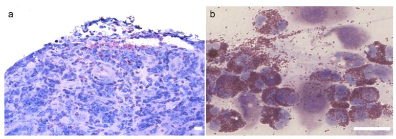 https://cdn.ncbi.nlm.nih.gov/pmc/blobs/dbda/8946931/d51733aad19a/cells-11-01051-g002.jpg