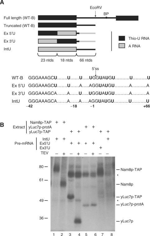 https://cdn.ncbi.nlm.nih.gov/pmc/blobs/dbdc/2034479/8f14b80e945b/gkm505f2.jpg