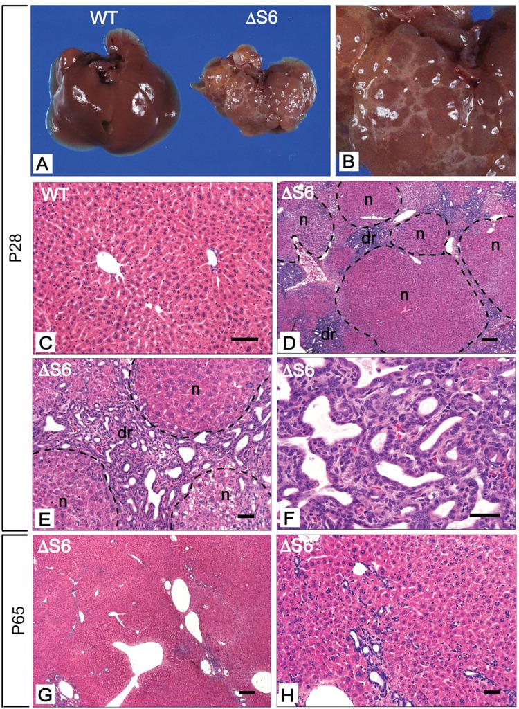 https://cdn.ncbi.nlm.nih.gov/pmc/blobs/dbdc/9888725/4bfd6128b111/pgen.1010595.g003.jpg