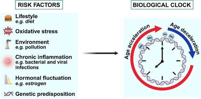 https://cdn.ncbi.nlm.nih.gov/pmc/blobs/dbe1/11872859/4bef78666c47/11357_2024_1406_Fig1_HTML.jpg