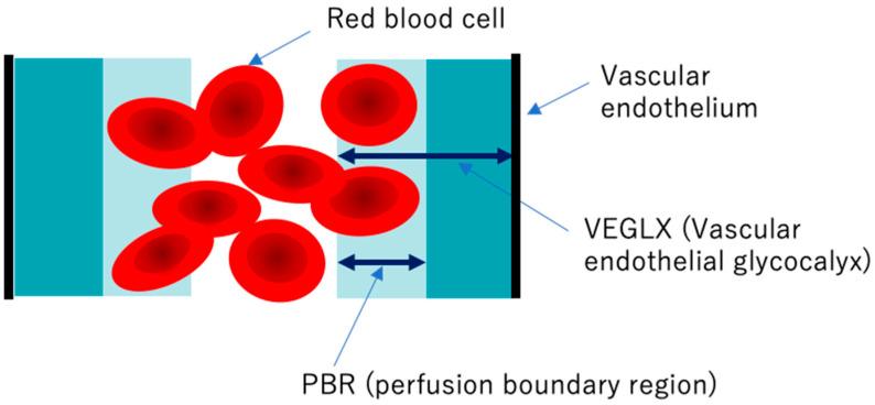 https://cdn.ncbi.nlm.nih.gov/pmc/blobs/dbe3/7766512/f70b086db73a/ijms-21-09712-g009.jpg