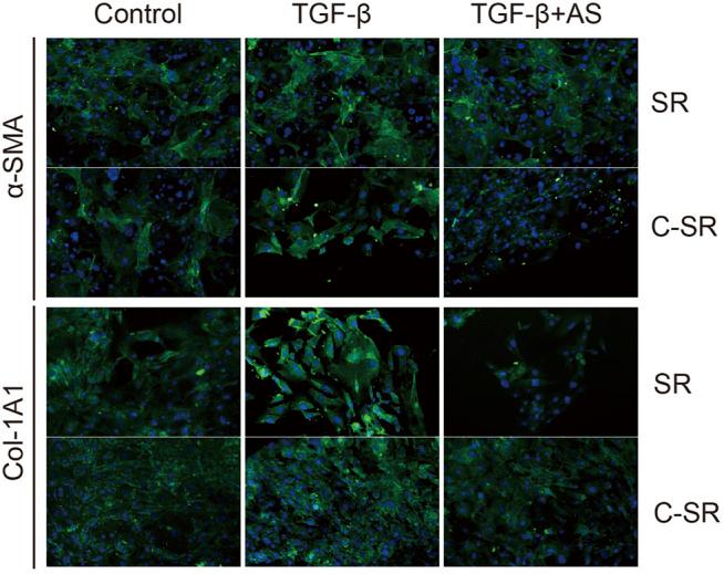 https://cdn.ncbi.nlm.nih.gov/pmc/blobs/dbe3/9133697/09118d34d602/fbioe-10-810244-g004.jpg
