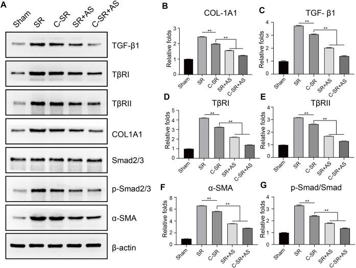 https://cdn.ncbi.nlm.nih.gov/pmc/blobs/dbe3/9133697/55a3fc90032f/fbioe-10-810244-g007.jpg