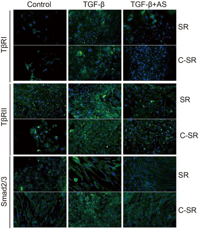 https://cdn.ncbi.nlm.nih.gov/pmc/blobs/dbe3/9133697/6ca5f1823408/fbioe-10-810244-g005.jpg