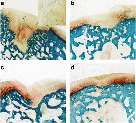 https://cdn.ncbi.nlm.nih.gov/pmc/blobs/dbe6/4557597/3cef1ffee98e/12891_2015_683_Fig2_HTML.jpg