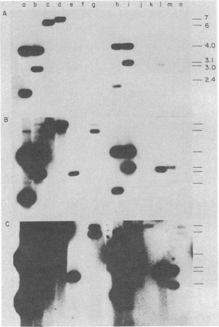 https://cdn.ncbi.nlm.nih.gov/pmc/blobs/dbe7/393767/370c4574e1ca/pnas00634-0025-b.jpg