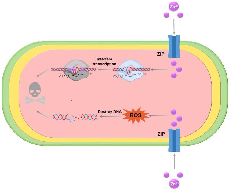 https://cdn.ncbi.nlm.nih.gov/pmc/blobs/dbe9/12317318/9f562c89533e/rbaf068f6.jpg