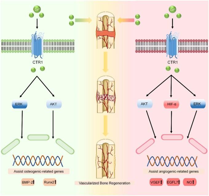 https://cdn.ncbi.nlm.nih.gov/pmc/blobs/dbe9/12317318/a44a8067d78b/rbaf068f8.jpg