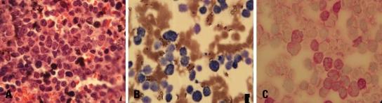 https://cdn.ncbi.nlm.nih.gov/pmc/blobs/dbed/2799964/8ecb929e72ad/ymj-51-138-g003.jpg