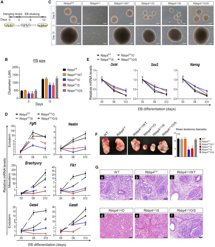 https://cdn.ncbi.nlm.nih.gov/pmc/blobs/dbed/7940252/197ba9d126ae/gr6.jpg
