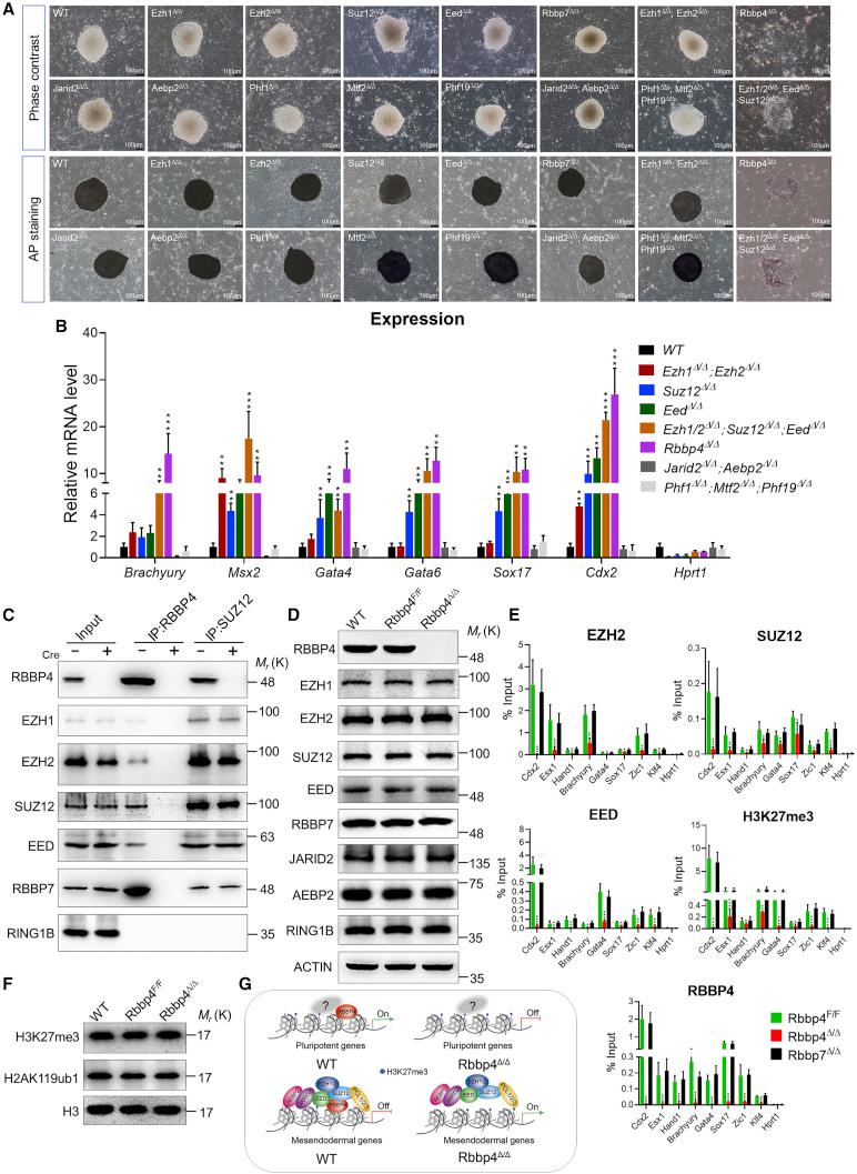 https://cdn.ncbi.nlm.nih.gov/pmc/blobs/dbed/7940252/6b579080195a/gr7.jpg