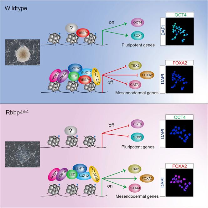 https://cdn.ncbi.nlm.nih.gov/pmc/blobs/dbed/7940252/f2b5ed422b98/fx1.jpg