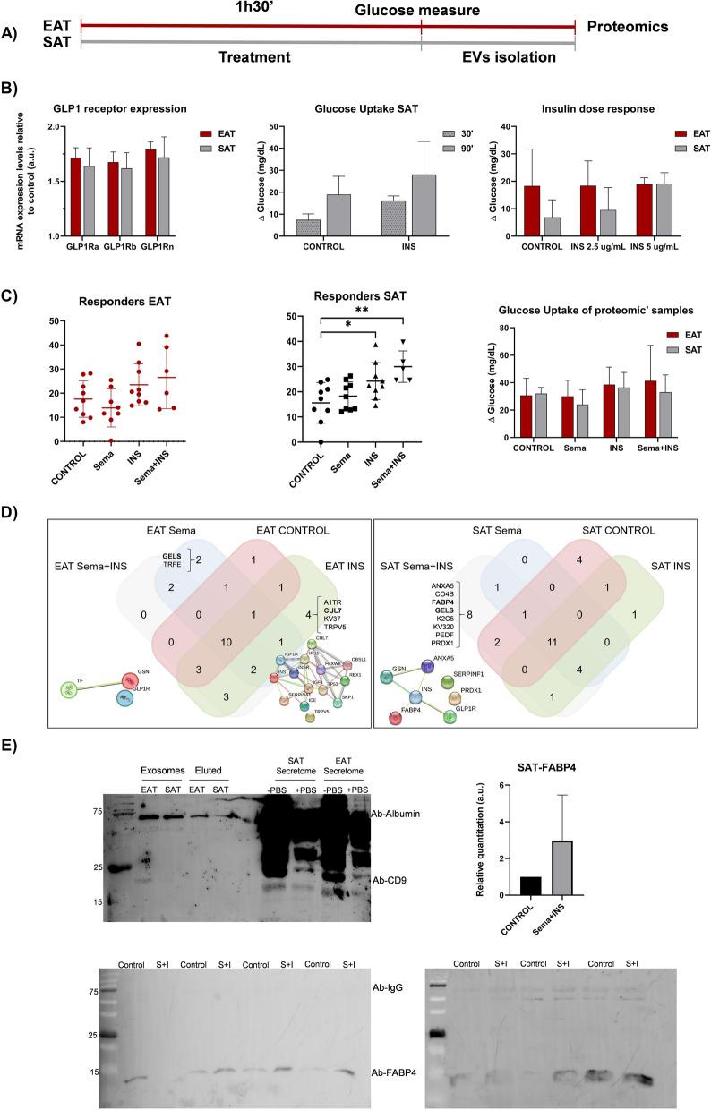 https://cdn.ncbi.nlm.nih.gov/pmc/blobs/dbef/10765851/7a6e6bb50305/12933_2023_2096_Fig1_HTML.jpg