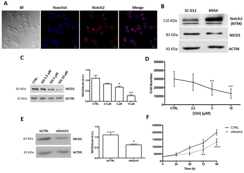 https://cdn.ncbi.nlm.nih.gov/pmc/blobs/dbf8/5751342/bee8b0982c3d/ijms-18-02742-g002.jpg