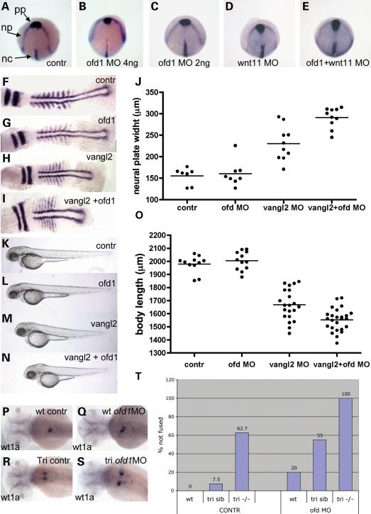 https://cdn.ncbi.nlm.nih.gov/pmc/blobs/dbf9/2638777/32c006fec453/ddn35606.jpg