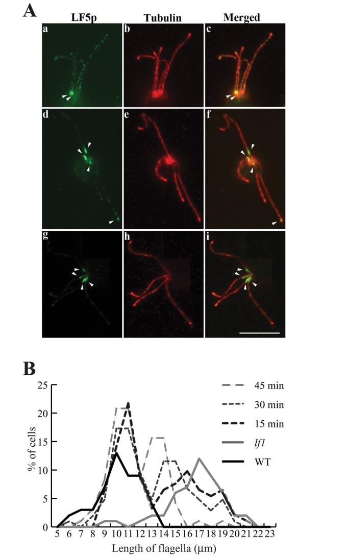 https://cdn.ncbi.nlm.nih.gov/pmc/blobs/dbfb/3583663/a0338d71fb06/588fig8.jpg