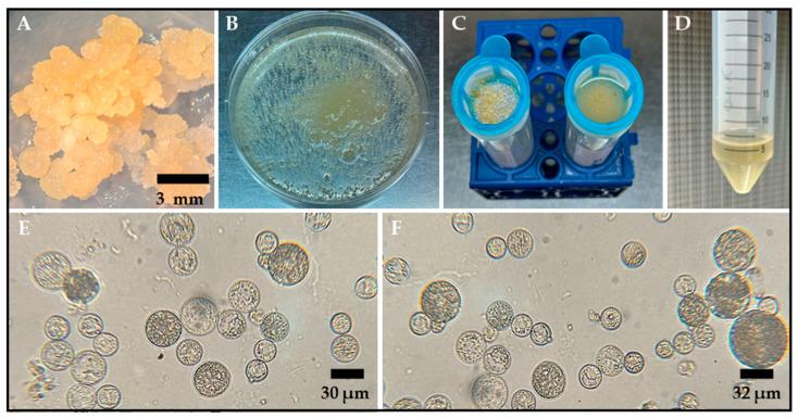 https://cdn.ncbi.nlm.nih.gov/pmc/blobs/dbfd/12251794/19ee133c68f4/plants-14-02059-g001.jpg