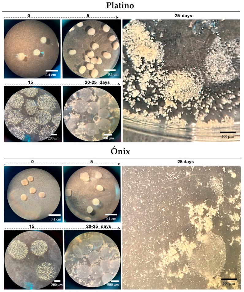 https://cdn.ncbi.nlm.nih.gov/pmc/blobs/dbfd/12251794/6a119b054419/plants-14-02059-g003.jpg