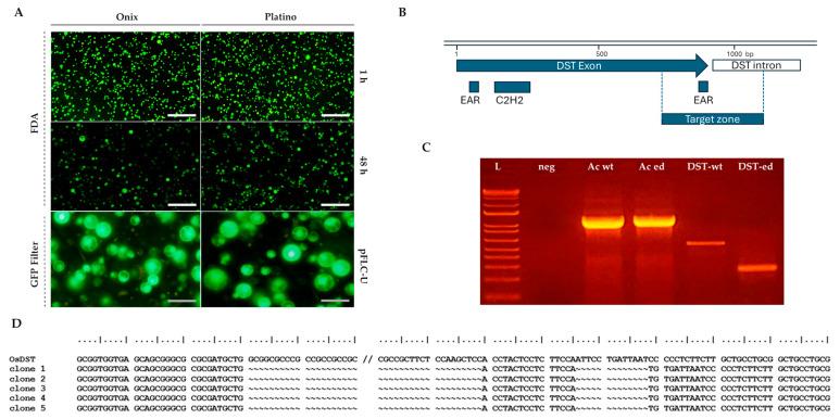 https://cdn.ncbi.nlm.nih.gov/pmc/blobs/dbfd/12251794/f63afc6bd5da/plants-14-02059-g002.jpg