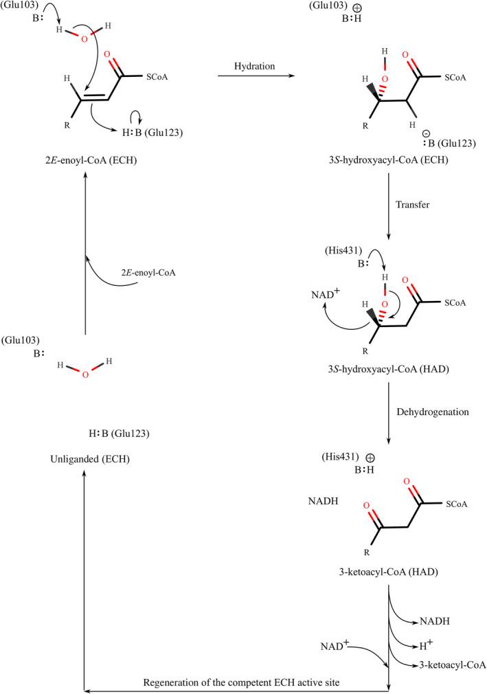 https://cdn.ncbi.nlm.nih.gov/pmc/blobs/dc04/10988713/a41b71907bb3/FEB4-14-655-g007.jpg