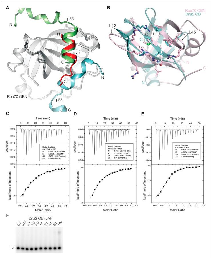 https://cdn.ncbi.nlm.nih.gov/pmc/blobs/dc06/4716839/e91a6bc7b41b/elife-09832-fig4-figsupp1.jpg