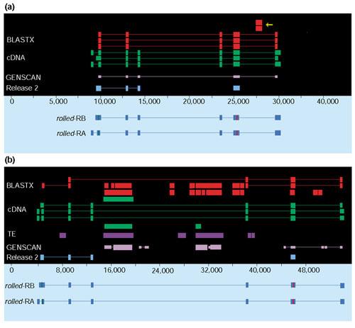 https://cdn.ncbi.nlm.nih.gov/pmc/blobs/dc08/151187/9aac2ab80ca8/gb-2002-3-12-research0085-7.jpg