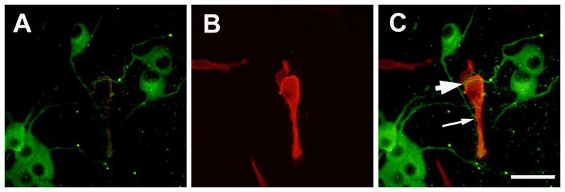 https://cdn.ncbi.nlm.nih.gov/pmc/blobs/dc09/3544851/d5ce93f4f58b/pone.0052849.g002.jpg
