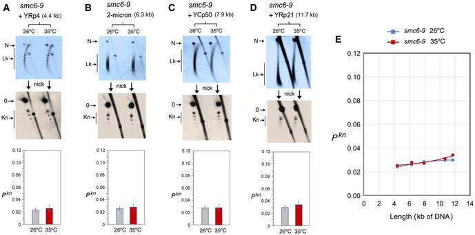 https://cdn.ncbi.nlm.nih.gov/pmc/blobs/dc0a/7780148/8f365166ed0f/EMBJ-40-e105393-g012.jpg