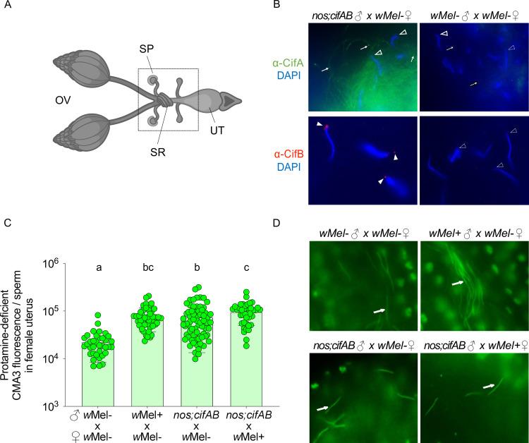 https://cdn.ncbi.nlm.nih.gov/pmc/blobs/dc0a/9128985/4a7ef83d499d/pbio.3001584.g005.jpg