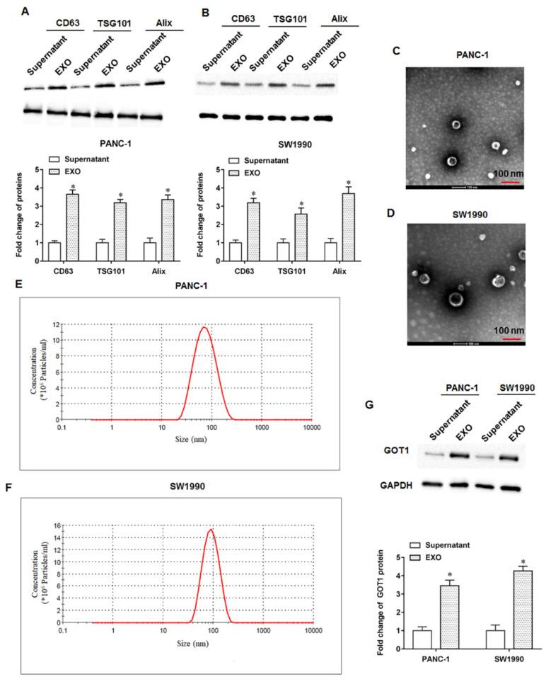https://cdn.ncbi.nlm.nih.gov/pmc/blobs/dc0c/9735520/be5707dbf18c/cells-11-03893-g002.jpg