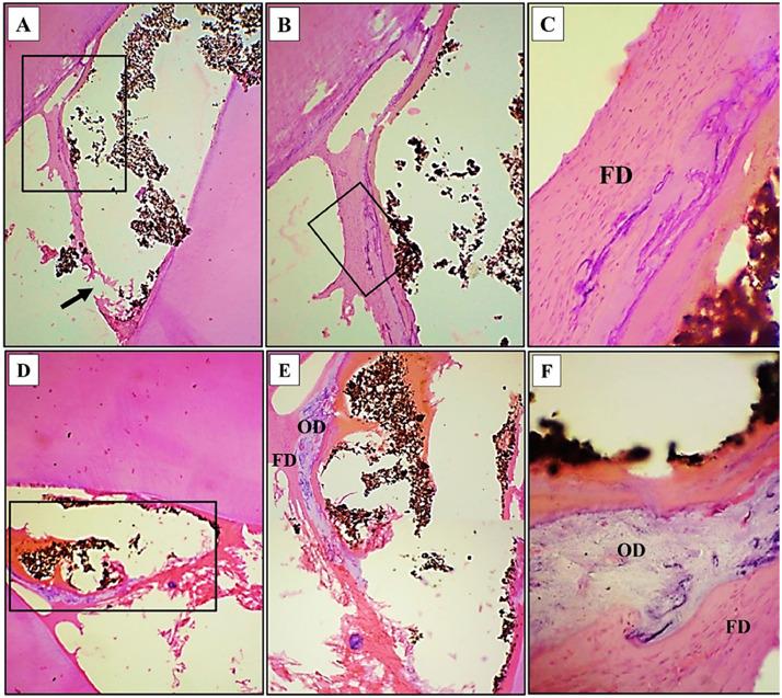 https://cdn.ncbi.nlm.nih.gov/pmc/blobs/dc0d/12145672/b630abe8e8cb/gr6.jpg