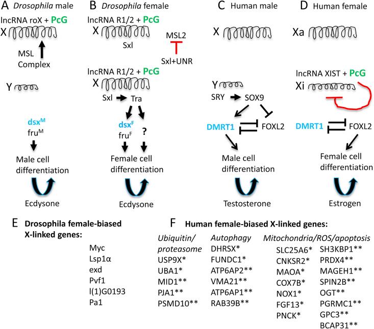 https://cdn.ncbi.nlm.nih.gov/pmc/blobs/dc0d/7212483/03403ad5efa4/gr1.jpg
