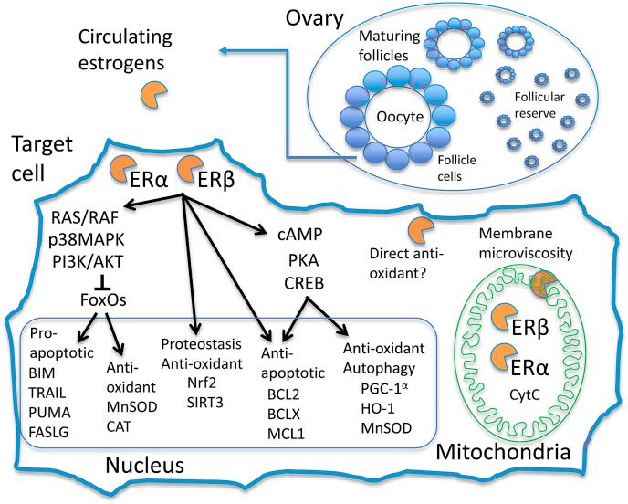 https://cdn.ncbi.nlm.nih.gov/pmc/blobs/dc0d/7212483/6e55deb969ee/gr2.jpg