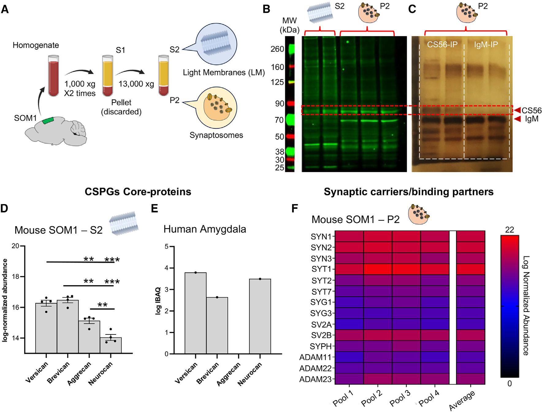 https://cdn.ncbi.nlm.nih.gov/pmc/blobs/dc19/11251421/e928e65eb998/nihms-2000771-f0005.jpg