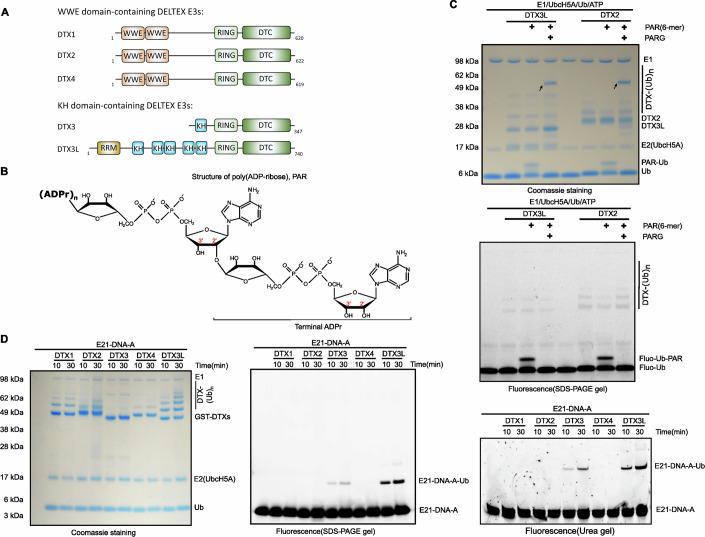 https://cdn.ncbi.nlm.nih.gov/pmc/blobs/dc1a/11467253/017823b18330/44319_2024_235_Fig4_HTML.jpg
