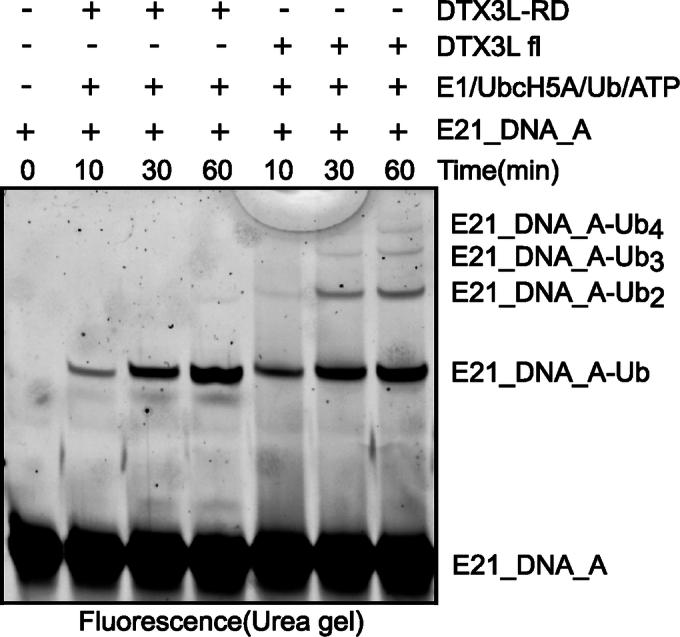 https://cdn.ncbi.nlm.nih.gov/pmc/blobs/dc1a/11467253/4e102b7337d4/44319_2024_235_Fig6_ESM.jpg