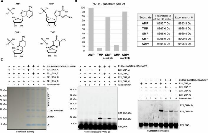 https://cdn.ncbi.nlm.nih.gov/pmc/blobs/dc1a/11467253/ba94d3e07319/44319_2024_235_Fig3_HTML.jpg