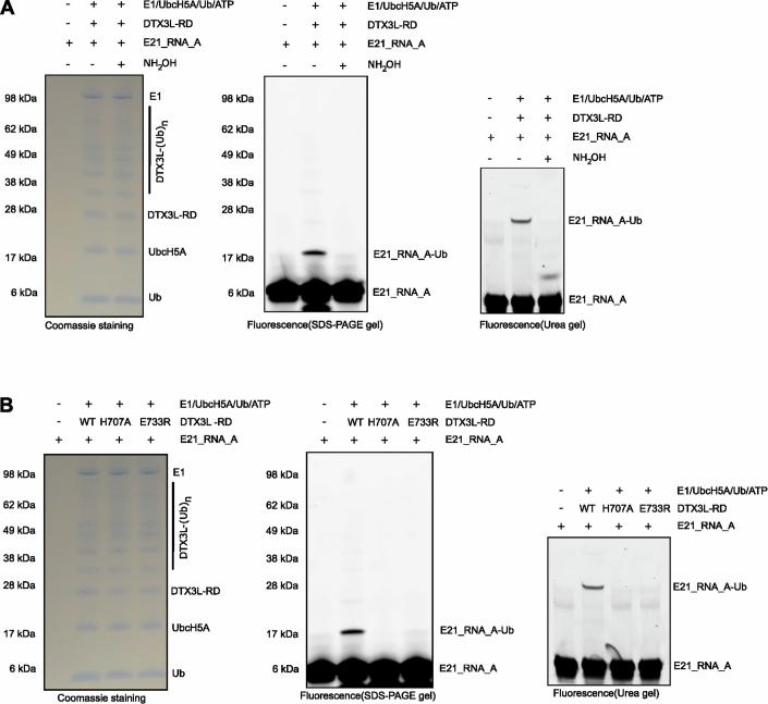 https://cdn.ncbi.nlm.nih.gov/pmc/blobs/dc1a/11467253/d6d22f132a87/44319_2024_235_Fig8_ESM.jpg